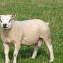 Texel hoggott rams Image 2