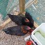 Call ducks, bantom chicks and roosters for sale Image 5