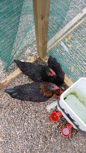Call ducks, bantom chicks and roosters for sale