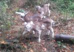 goats