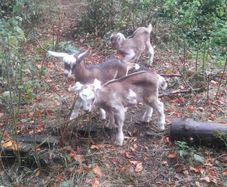 goats