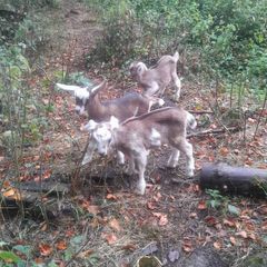 goats