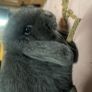 Rabbit Image 4