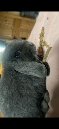 Rabbit