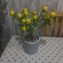lemon plant Image 2
