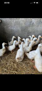 ducks