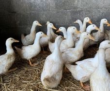 ducks
