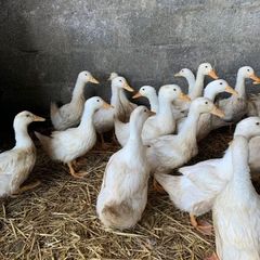 ducks