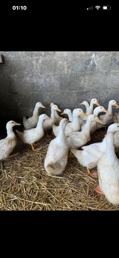 ducks