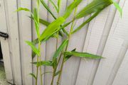 garden plants