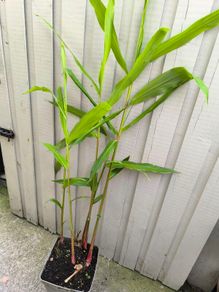 garden plants