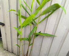 garden plants