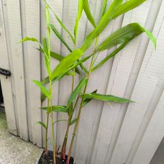 garden plants