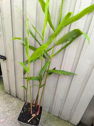 garden plants