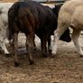 4 super bulling heifers Image 8
