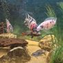 220l fish tank Image 7