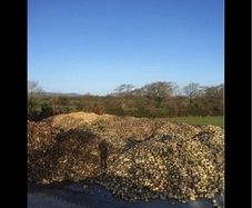 Fodder beet cheap feed