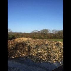 Fodder beet cheap feed