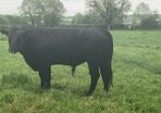 5 AA Bulls