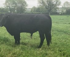 5 AA Bulls
