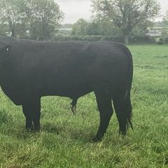 5 AA Bulls