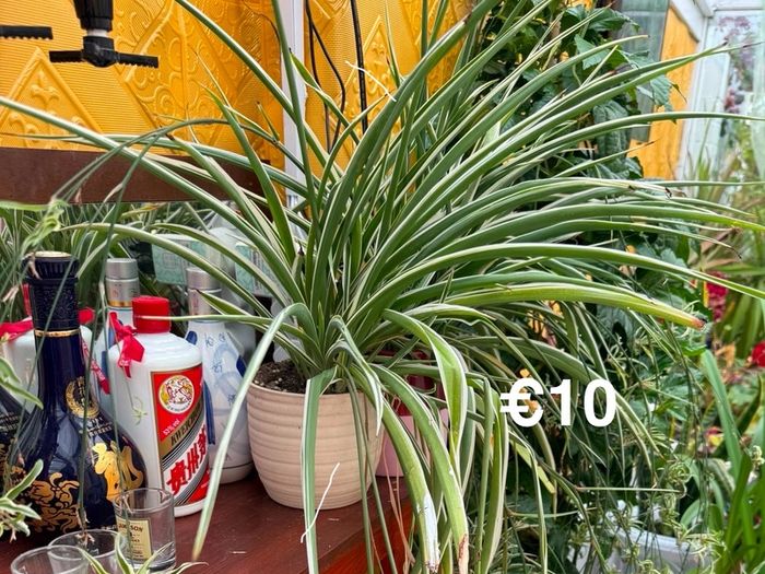 Indoor Plant