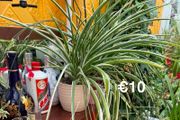 Indoor Plant