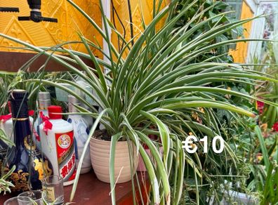 Indoor Plant