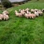 Ewe lambs Image 4
