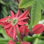 seeds. tropical and subtropical plant seeds Image 8