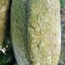 Antique stone Quern in Limestone. Image 3