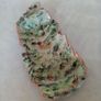 Forest Fern Image 10
