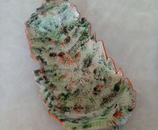 Forest Fern