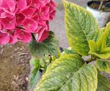 plant