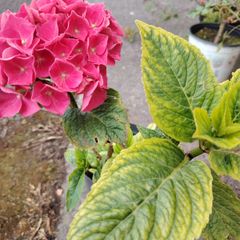 plant