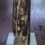 Fossil Orthoceras Image 2