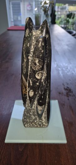 Fossil Orthoceras