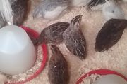 Coturnix Quail wide variety of Colours
