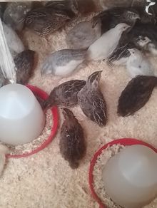 Coturnix Quail wide variety of Colours