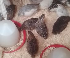 Coturnix Quail wide variety of Colours