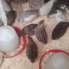 Coturnix Quail wide variety of Colours