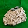 Vintage Fossilised Coral  Ashtray Image 5