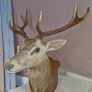 Irish Red Deer head Image 5