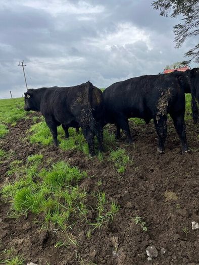Angus bulls
