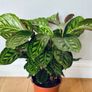 Calathea Flamestar in 19cm pot and 70cm in height Image 2