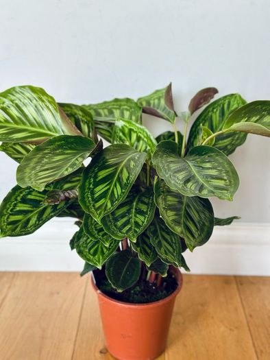Calathea Flamestar in 19cm pot and 70cm in height
