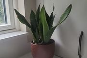 Dracaena Burundii multi stem.