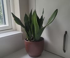 Sansevieria Laurentii planter
