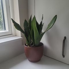 Dracaena Burundii multi stem.