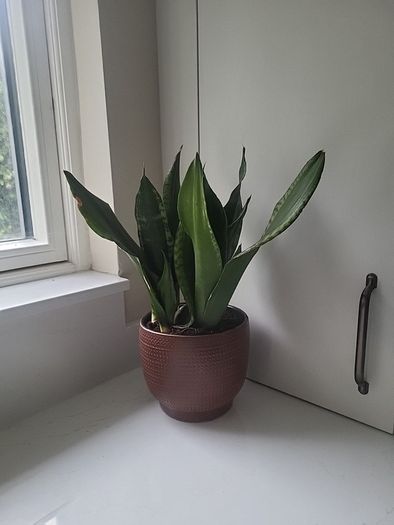 Dracaena Burundii multi stem.